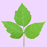 Poison Ivy App icon